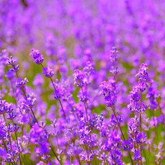lavender flowers blooming