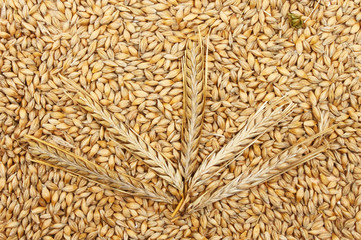 Wheat