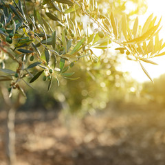 Olivenbaumgarten, mediterranes Olivenfeld zur Ernte bereit.