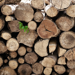 fire wood, log, billet