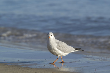 Sea-gull walking