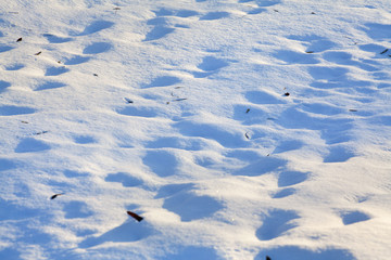 traces on snow