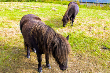 SHETLAND PONIES