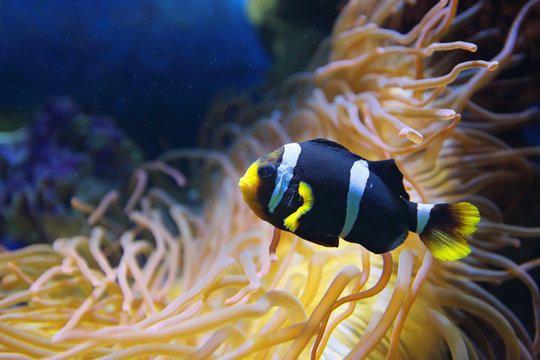 Amphiprion polymnus fish (black and white form)