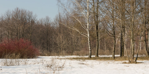Spring forest panoramic landscape