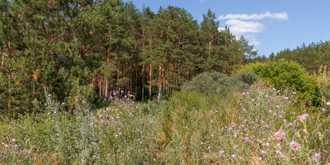 Панорамный летний пейзаж с травами и лесом © Igor Gorshkov