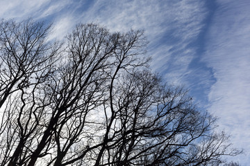Fototapeta na wymiar Tree branches blue sky silhouette