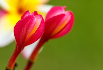 Pink Plumeria Flowers