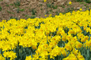 黄色の水仙の花畑