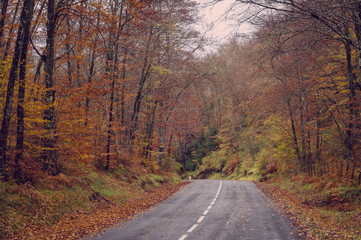 Road in the forest in autumn, fall colors