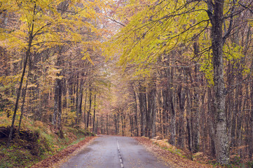 Fototapeta premium Road in the forest in autumn, fall colors