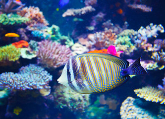 Colorful aquarium