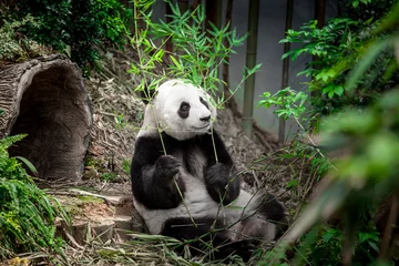 Crédence en verre imprimé Panda Panda géant affamé