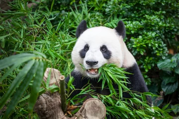 Printed roller blinds Panda Hungry giant panda
