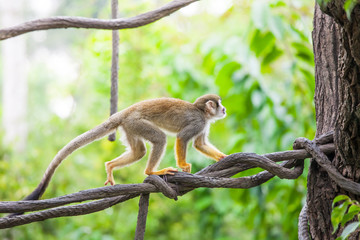 Squirrel monkey