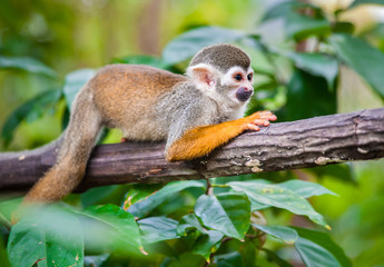 Squirrel monkey