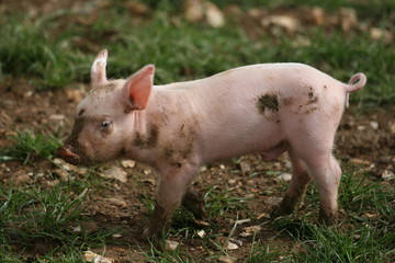 Piglet playing in the mud