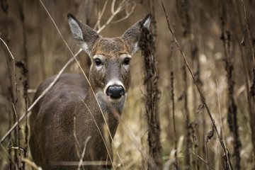 White Tail Deer Doe