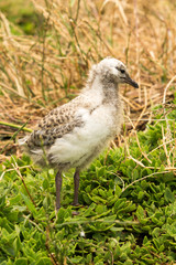 Standing baby Seagull Vert
