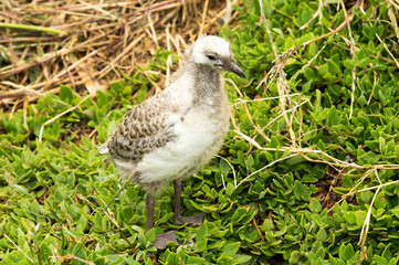 Standing baby Seagull
