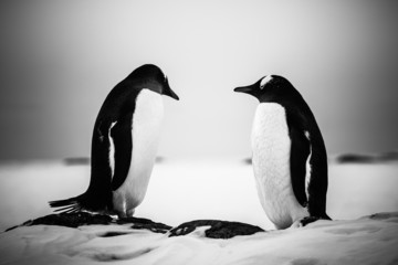 two identical penguins resting