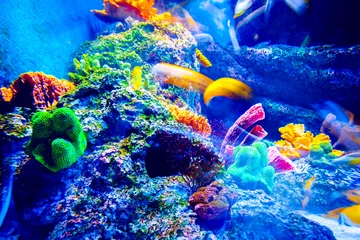 Printed kitchen splashbacks Diving Singapore aquarium