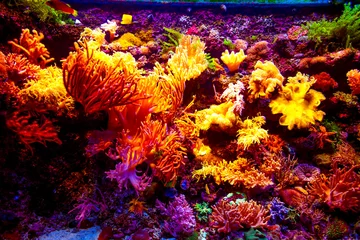 Abwaschbare Fototapete Tauchen Singapore aquarium