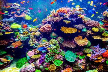 Rolgordijnen Duiken Singapore aquarium