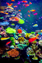 Obraz na płótnie Canvas Singapore aquarium