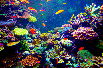 Fototapeta na wymiar Singapore aquarium
