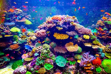 Rolgordijnen Singapore aquarium © Goinyk