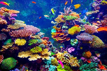 Papier Peint photo Récifs coralliens Aquarium de Singapour