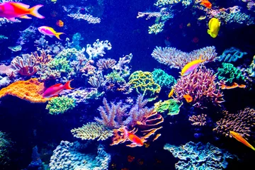 Abwaschbare Fototapete Tauchen Singapur-Aquarium