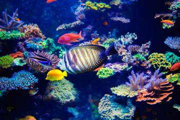 Obraz na płótnie Canvas Colorful aquarium
