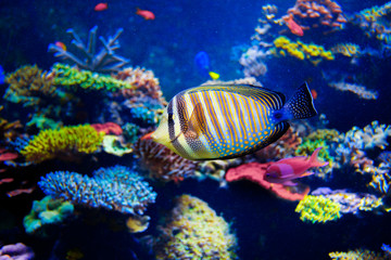 Fototapeta na wymiar Colorful aquarium