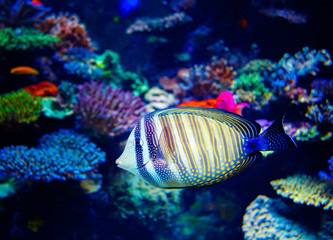 Fototapeta na wymiar Colorful aquarium