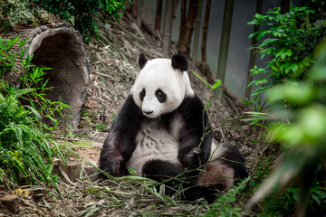 Fototapeta na wymiar Giant panda