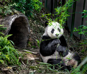 Obraz na płótnie Canvas Hungry giant panda