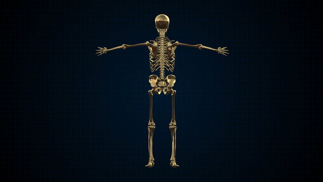 3D Animation of Human Skeleton Gold Loopable. Alpha matte