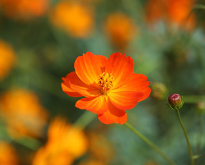 beautiful orange cosmos flower