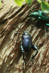 Beetle on wood