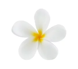 Cercles muraux Frangipanier Fleurs tropicales frangipanier (plumeria) isolé sur blanc backgro