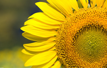 Closeup sun flower