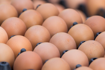 Eggs in package for sale in market