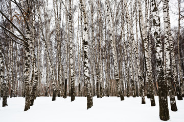 bare birch trunks in urban park
