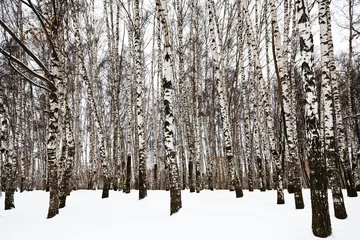 Foto op Plexiglas bare birch trunks in urban park © vvoe