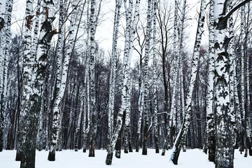 Rolgordijnen uitzicht op besneeuwd berkenbos in de winter © vvoe