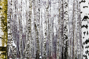 bare birch trees in winter