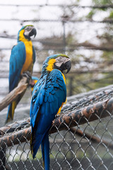 Couple blue-and-yellow macaw (Ara ararauna)