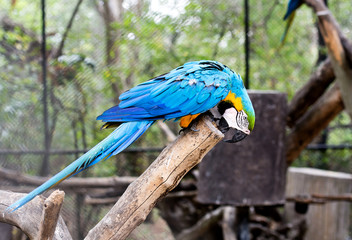 blue-and-yellow macaw (Ara ararauna) nibble log.